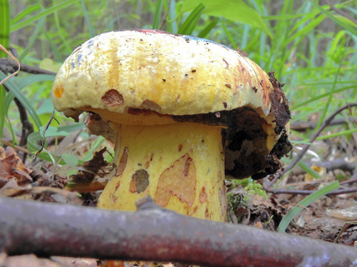 Boletus xanthocyaneus