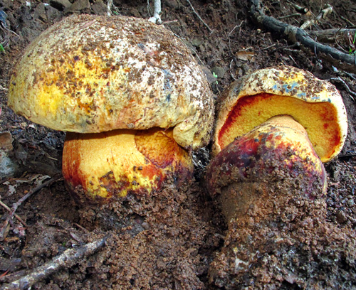 Boletus xanthocyaneus
