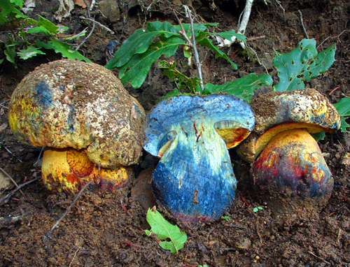 Boletus xanthocyaneus