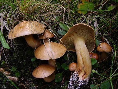 Suillus bovinus Suillus bovinus