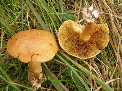 Suillus bovinus Suillus bovinus
