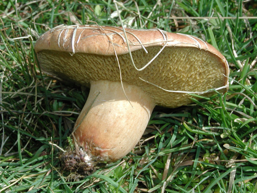 Suillus bovinus Suillus bovinus