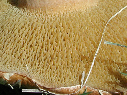 Suillus bovinus Suillus bovinus