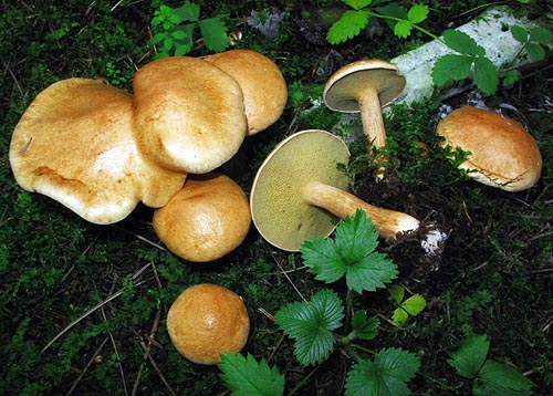 Suillus bovinus Suillus bovinus