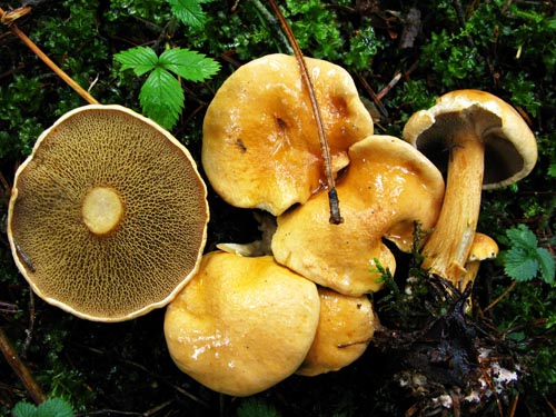Suillus bovinus Suillus bovinus