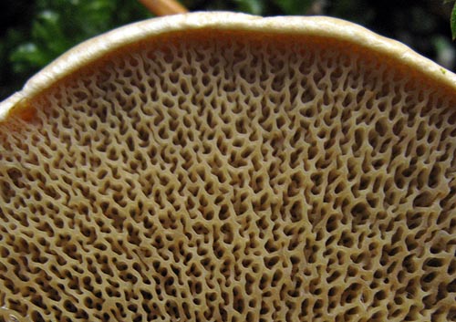 Suillus bovinus Suillus bovinus