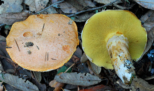 Suillus caerulescens Suillus caerulescens