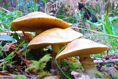 Suillus caerulescens Suillus caerulescens
