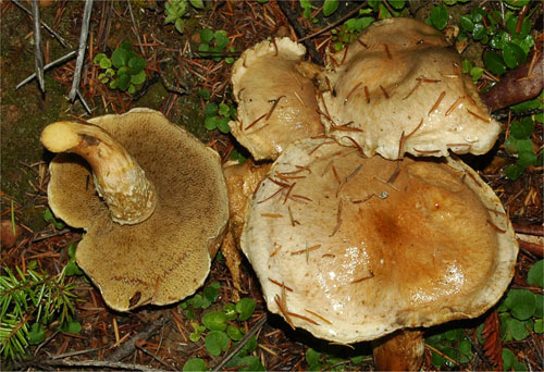 Suillus caerulescens Suillus caerulescens