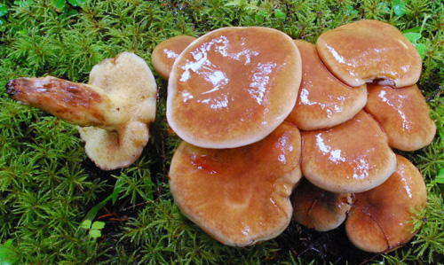 Suillus imitatus