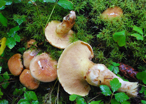 Suillus imitatus