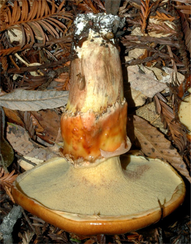 Suillus ponderosus Suillus ponderosus