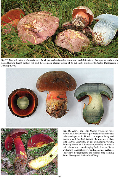 British boletes