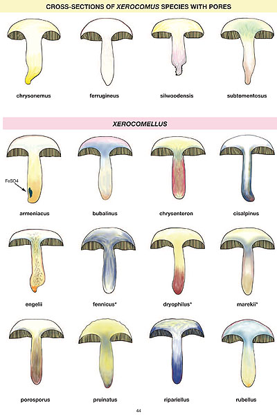 British boletes