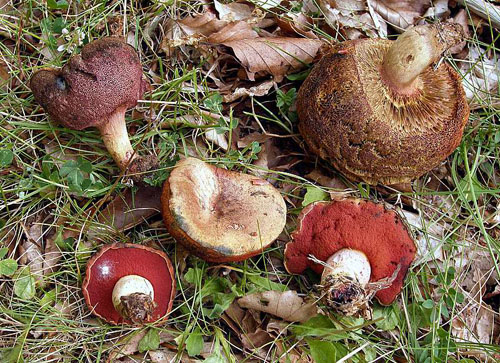 Boletus adalgisae Boletus adalgisae