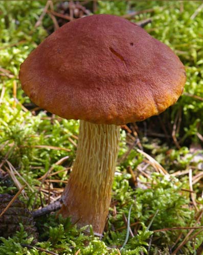 Boletellus projectellus Boletellus projectellus