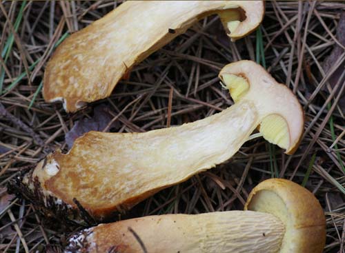 Boletellus projectellus Boletellus projectellus