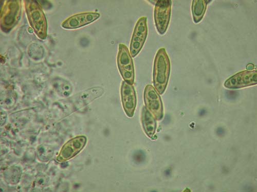 Boletellus projectellus Boletellus projectellus