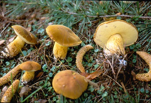 Xerocomus heterodermus Xerocomus heterodermus